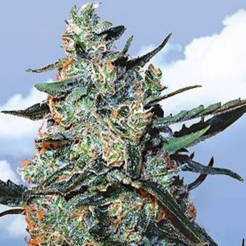 Flying Dutchmen - Female Mix