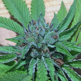 Mamiko Seeds - Fire Afghan Cookies