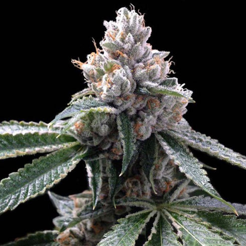 DNA Genetics - Florida OG (GYO Collection)