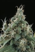 Sagarmatha Seeds - Flow