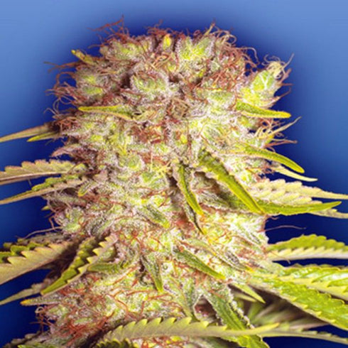 Flying Dutchmen - Dutchmen's Royal Orange