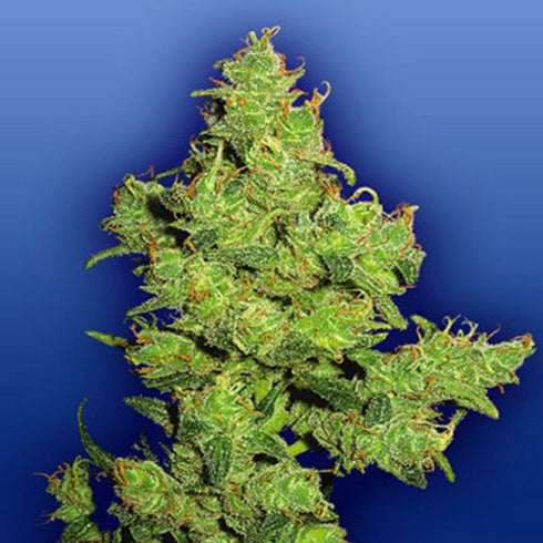 Flying Dutchmen - Flying Dragon