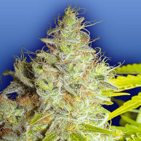 Flying Dutchmen - Kerala Krush