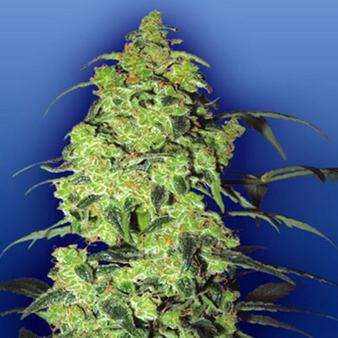 Flying Dutchmen - White Widow