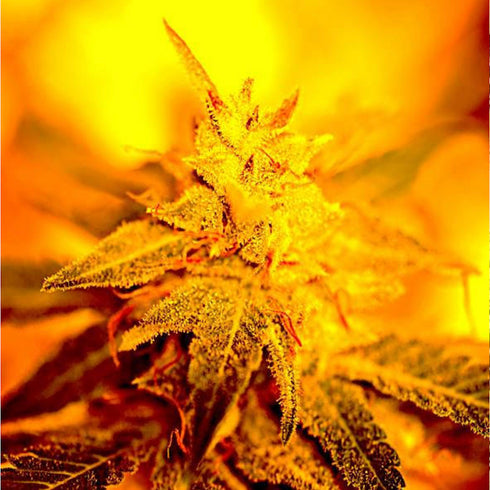 Delta 9 Labs - Fondue