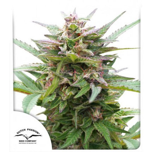 Dutch Passion - Forest Dream