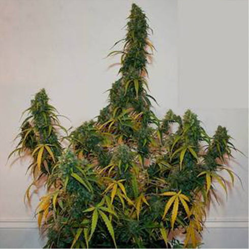 Flash Seeds - Formula One Auto
