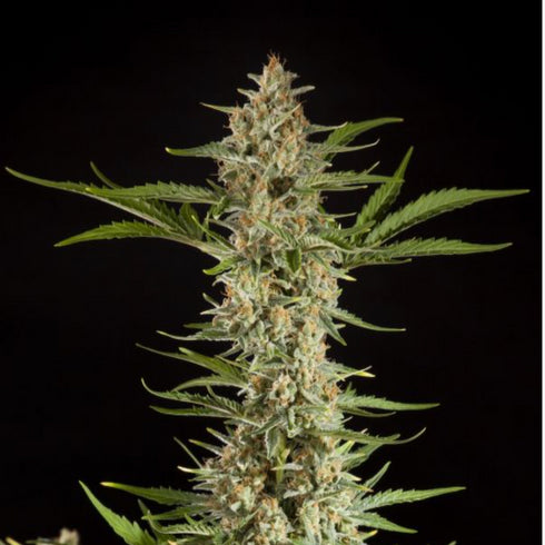 Philosopher Seeds - Fraggle Skunk Auto