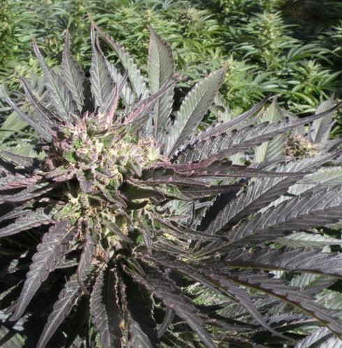 French Touch Seeds - Frencheese