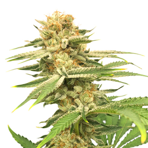 Super Sativa Seed Club - Friesland