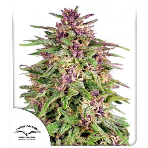 Dutch Passion - Frisian Dew