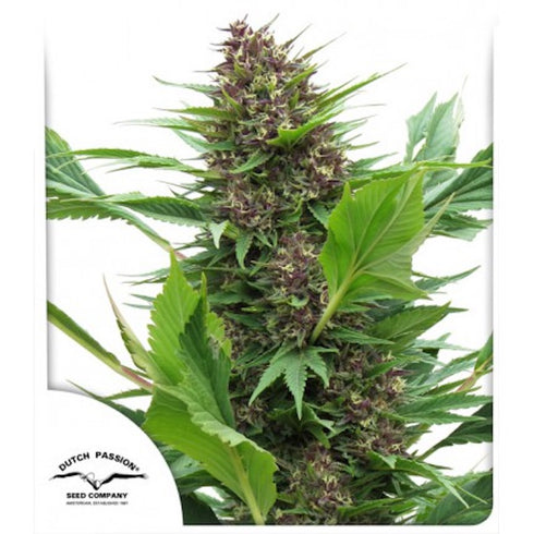 Dutch Passion - Frisian Duck