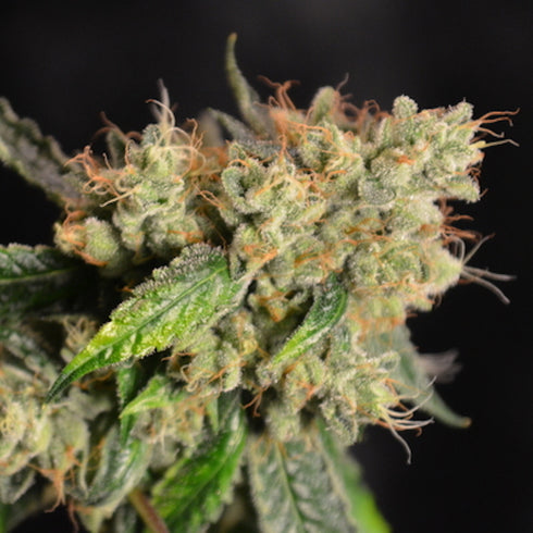 Norstar Genetics - Frisco OG