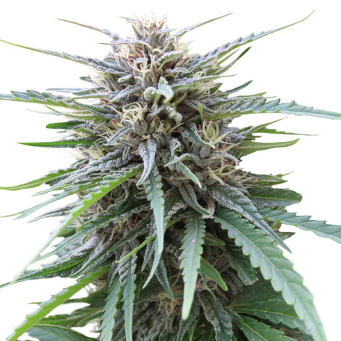 Seed Stockers Seeds - Frizzy Kush