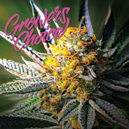 Growers Choice - Frosty Gelato Auto