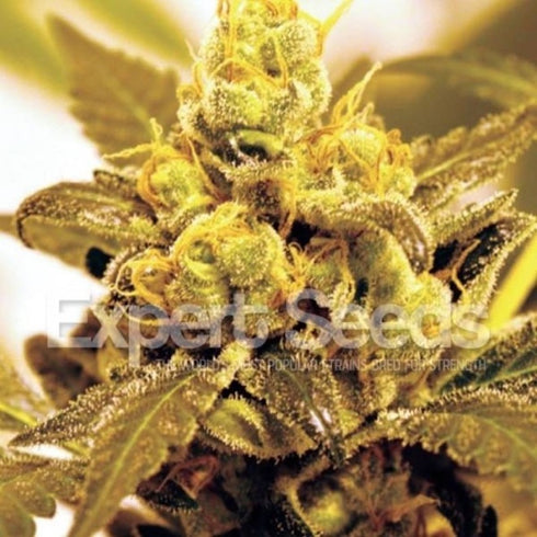 Expert Seeds - Fruit Salad