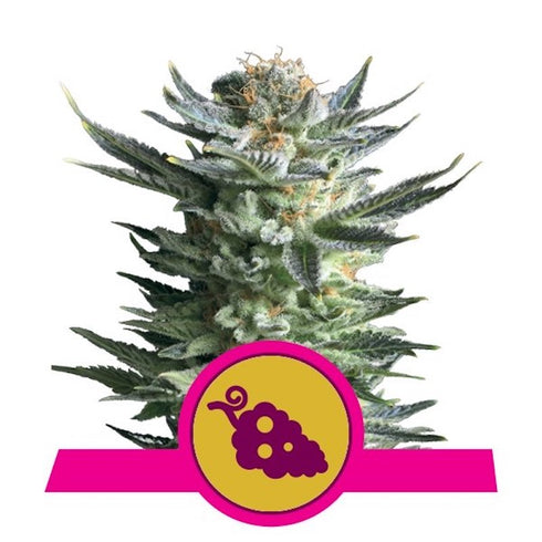 Royal Queen Seeds - Fruit Spirit