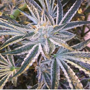 Cali Connection The Gold Collection - Fruit Tree