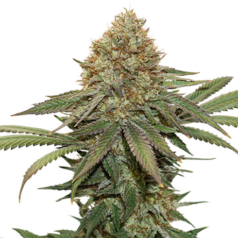 Seed Stockers Seeds - Fruit Cake Auto