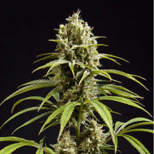 Philosopher Seeds - Jack El Frutero