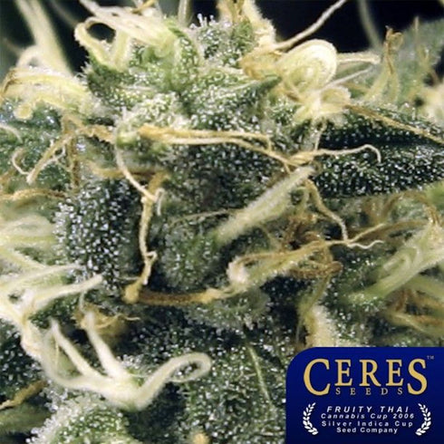 Ceres Seeds - Fruity Thai