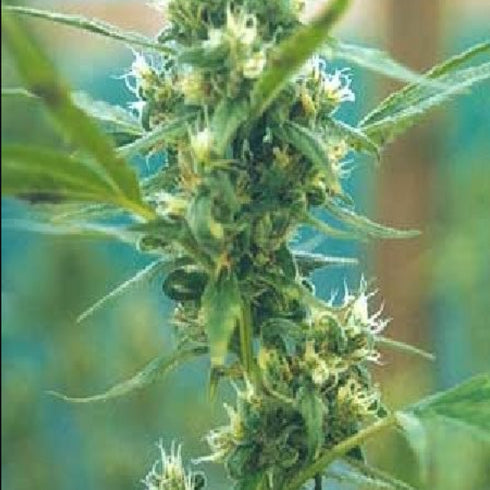 Flying Dutchmen - Fumar Con Dios