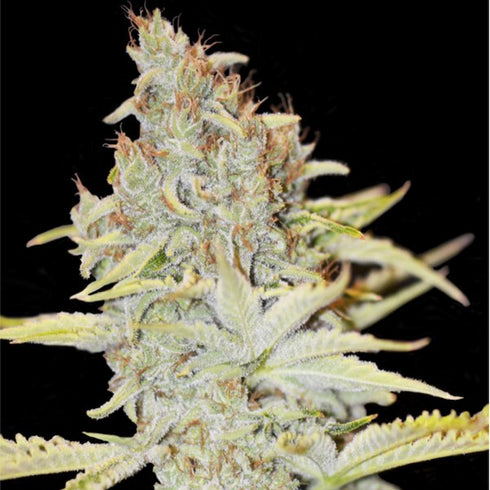 Eva Seeds - Furious Candy