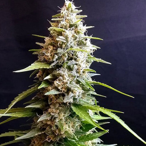 G13 Labs - Maltezerz