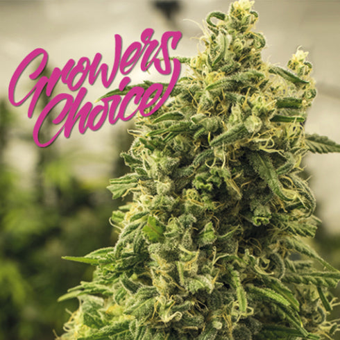 Growers Choice - Original G13 Auto