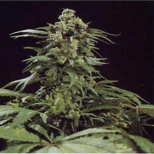 Mr Nice Seedbank - G13 Skunk