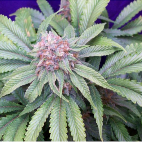 Mr Nice Seedbank - G13 Widow