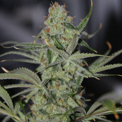 Subcool Seeds/TGA Genetics - Galactic Jack