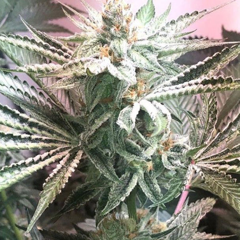 Dark Horse Genetics - Galactus