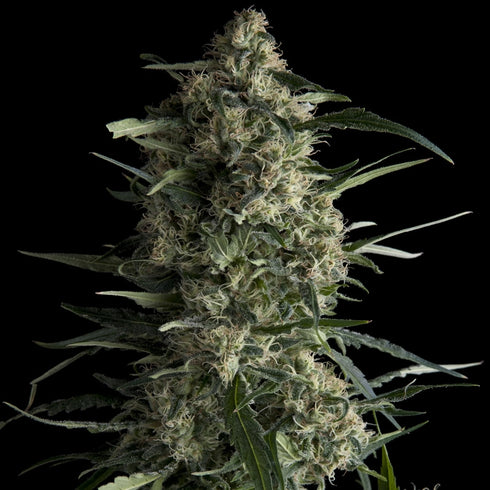 Pyramid Seeds - Galaxy CBD