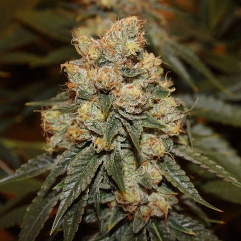 Dark Horse Genetics - Gamma Berry