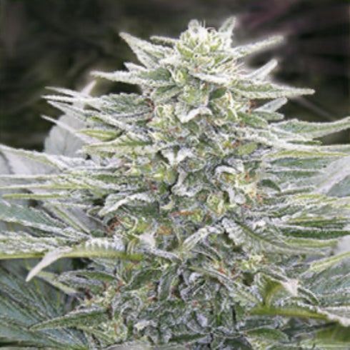 Mandala Seeds - Ganesh