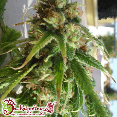 Dr Krippling Seeds - Ganj-nam Style