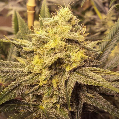 Gardens Ablaze Seeds - Nana Pie