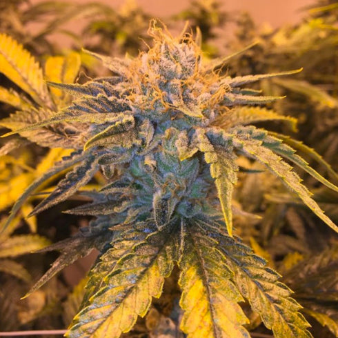 Gardens Ablaze Seeds - Twizz- La