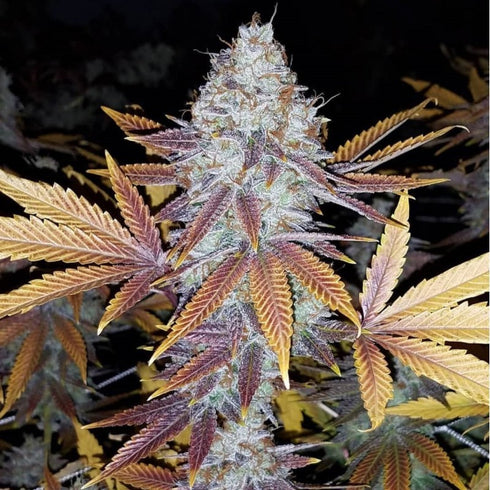 Good Buzz Genetics - Gelato