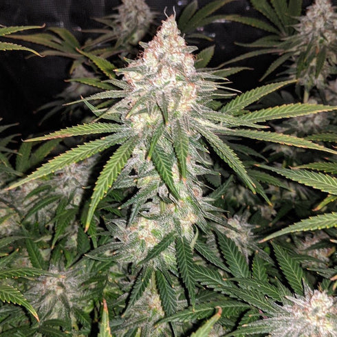 Seed Stockers Seeds - Gelato 41