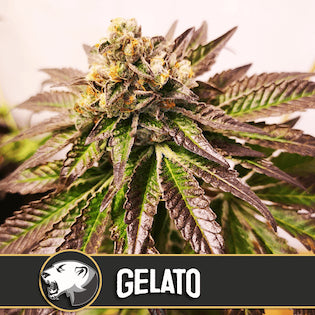 BlimBurn Seeds - Gelato