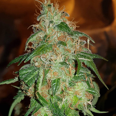 BSB Genetics - Gelato #45