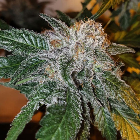 Karma Genetics - Gelotini
