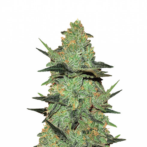 Flying Dutchmen - G-Force