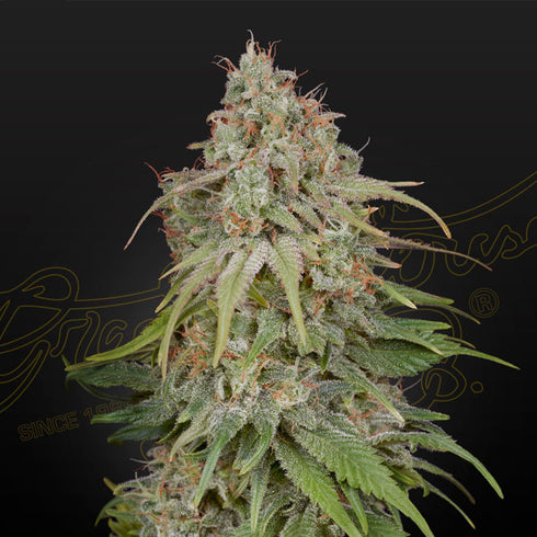 Greenhouse Seed Co. - Amnesia