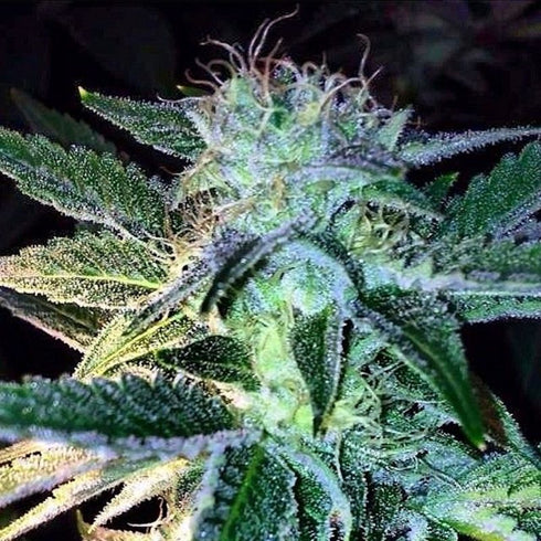 Rare Dankness - Ghost of Lee Roy