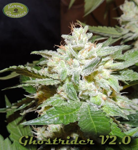 Karma Genetics - Ghostrider OG