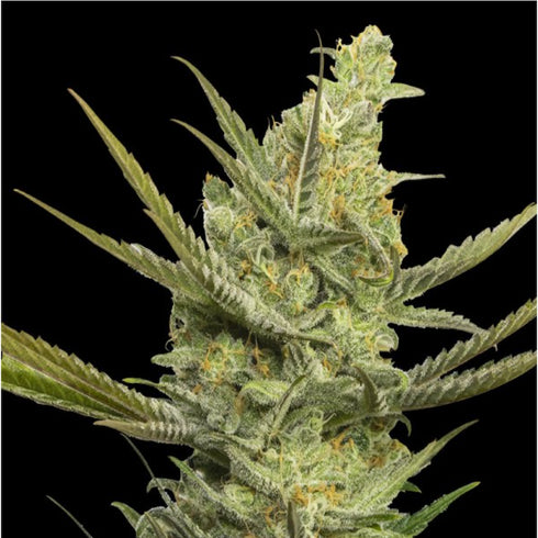 Eva Seeds - Gipsy Haze