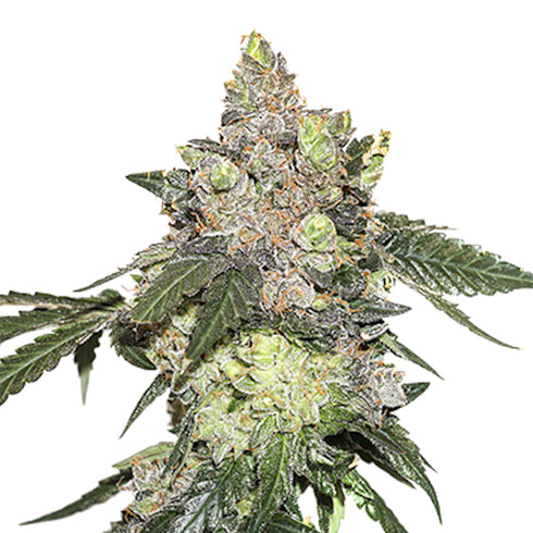 Seed Stockers Seeds - Girl Scout Cookies